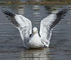 1cy fuscus in August, ringed in Finland. (81365 bytes)
